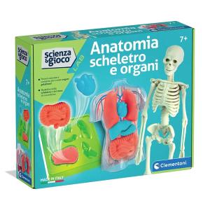 SCIENZA E GIOCO ANATOMIA SCHELETRO E ORGANI SQUISHY